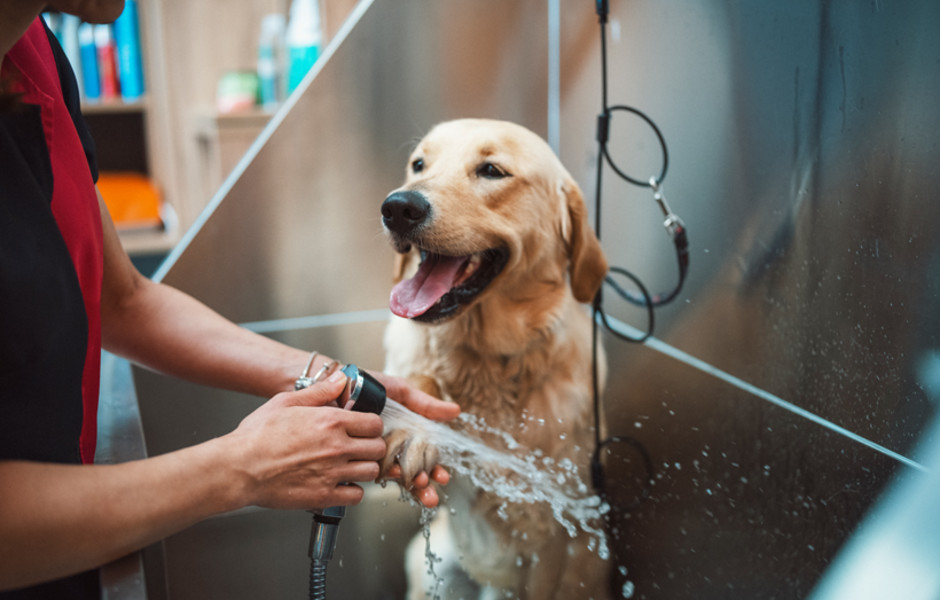 The Adams at Hancock Village Pet Washing Station